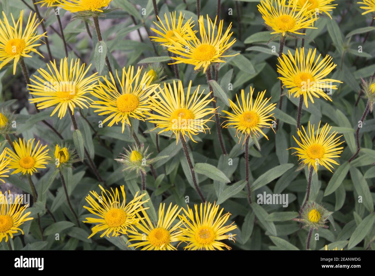Downy Elecampane ( Inula hirta ) with yellow flowers in a garden in Goettingen , Germany Stock Photo