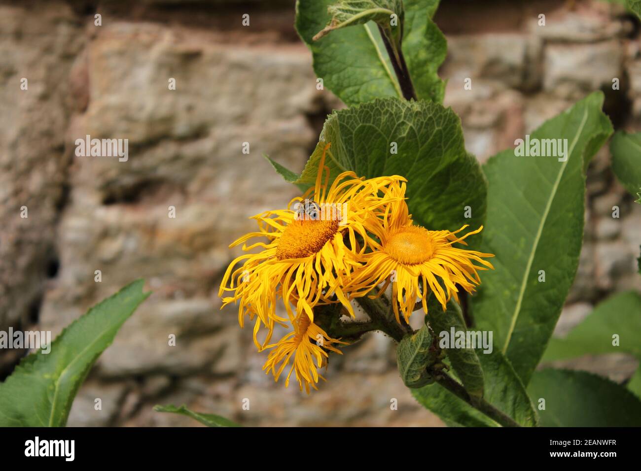 Wire-haired elephant - Inula hirta - Asteraceae Stock Photo