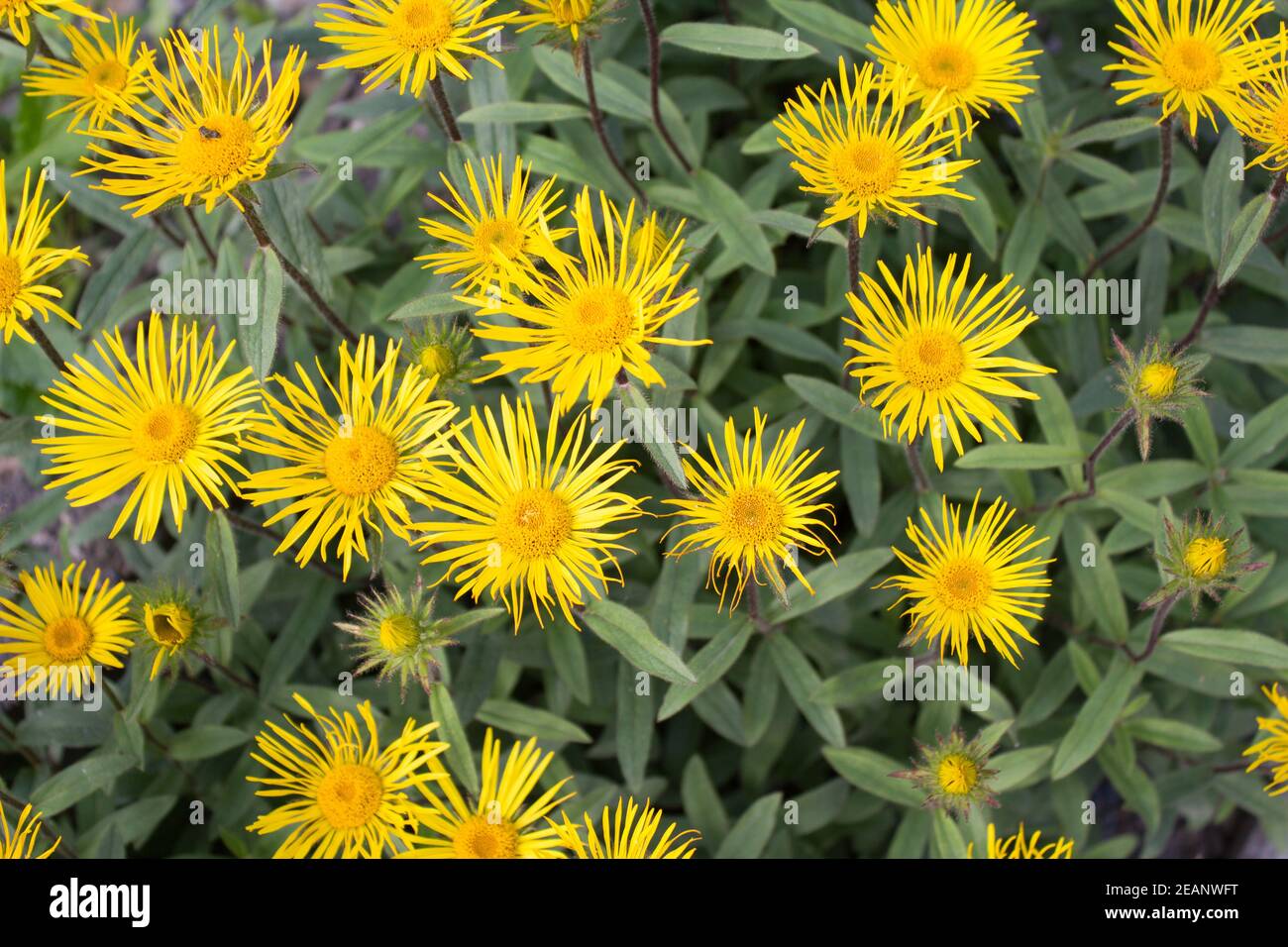 Downy Elecampane ( Inula hirta ) with yellow flowers in a garden in Goettingen , Germany Stock Photo