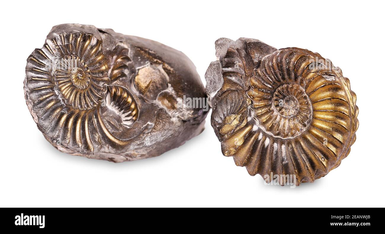 Fossilized snail in the stone, ammonite Stock Photo