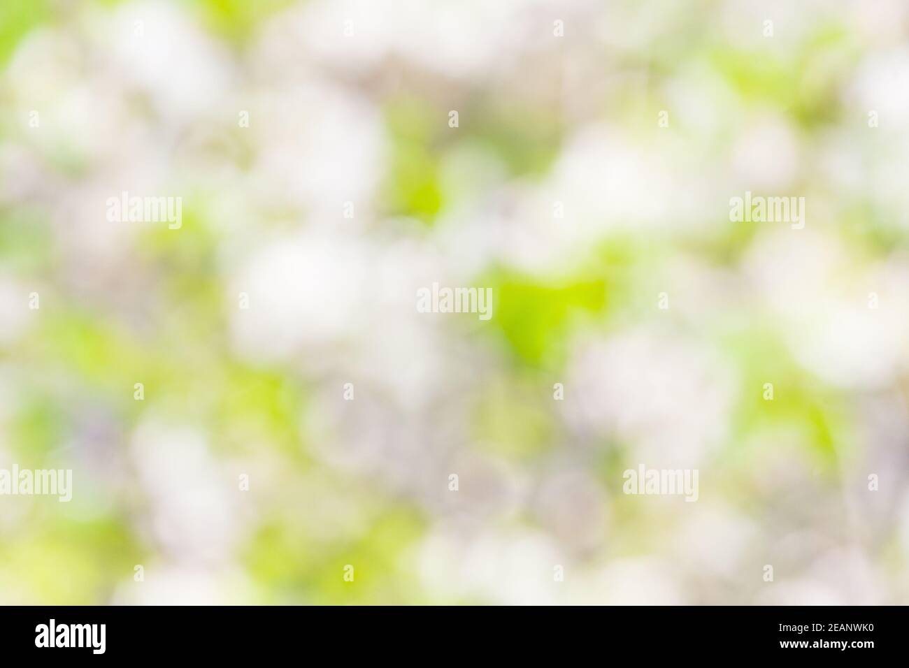 Natural Bokeh, blurred bokeh Stock Photo - Alamy