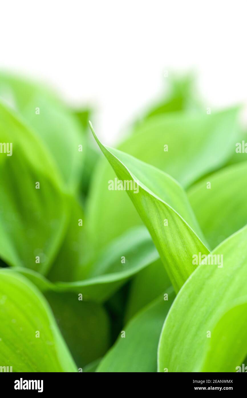 leaves of young lily of the valley on white Stock Photo