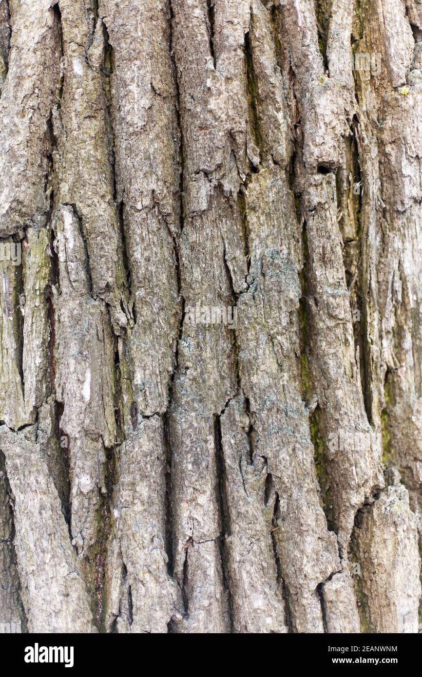 Bark of oak. Seamless Tileable Texture Stock Photo - Alamy