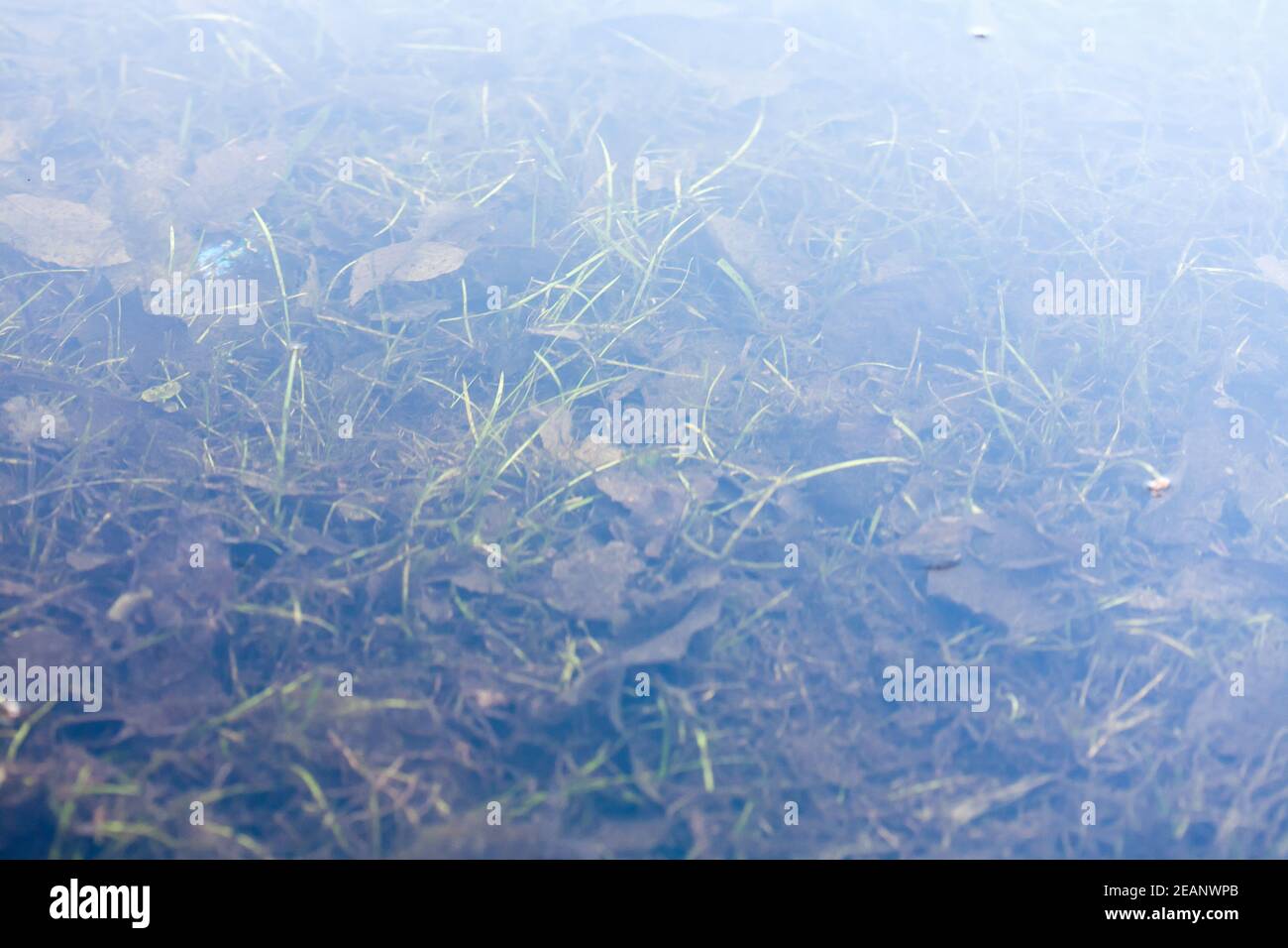 grass and plants submerged in clear water Stock Photo Alamy