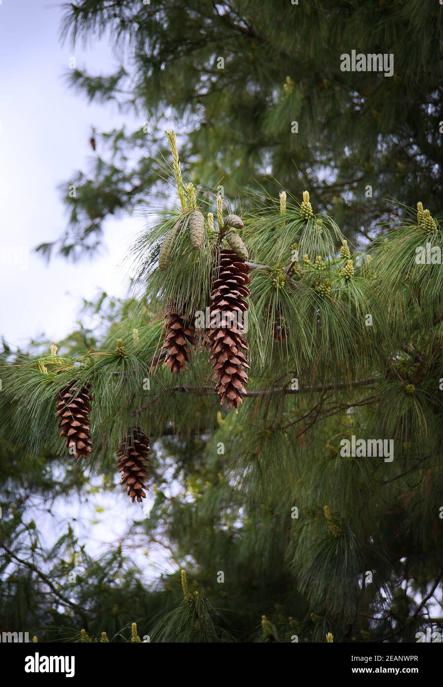 Large Pine Cones hanging on a Tree branch Stock Photo - Alamy