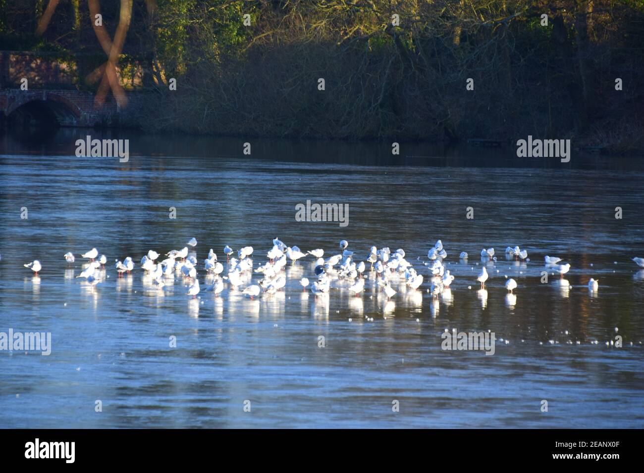 Black headed gull group standing on a frozen lake surface. Stock Photo