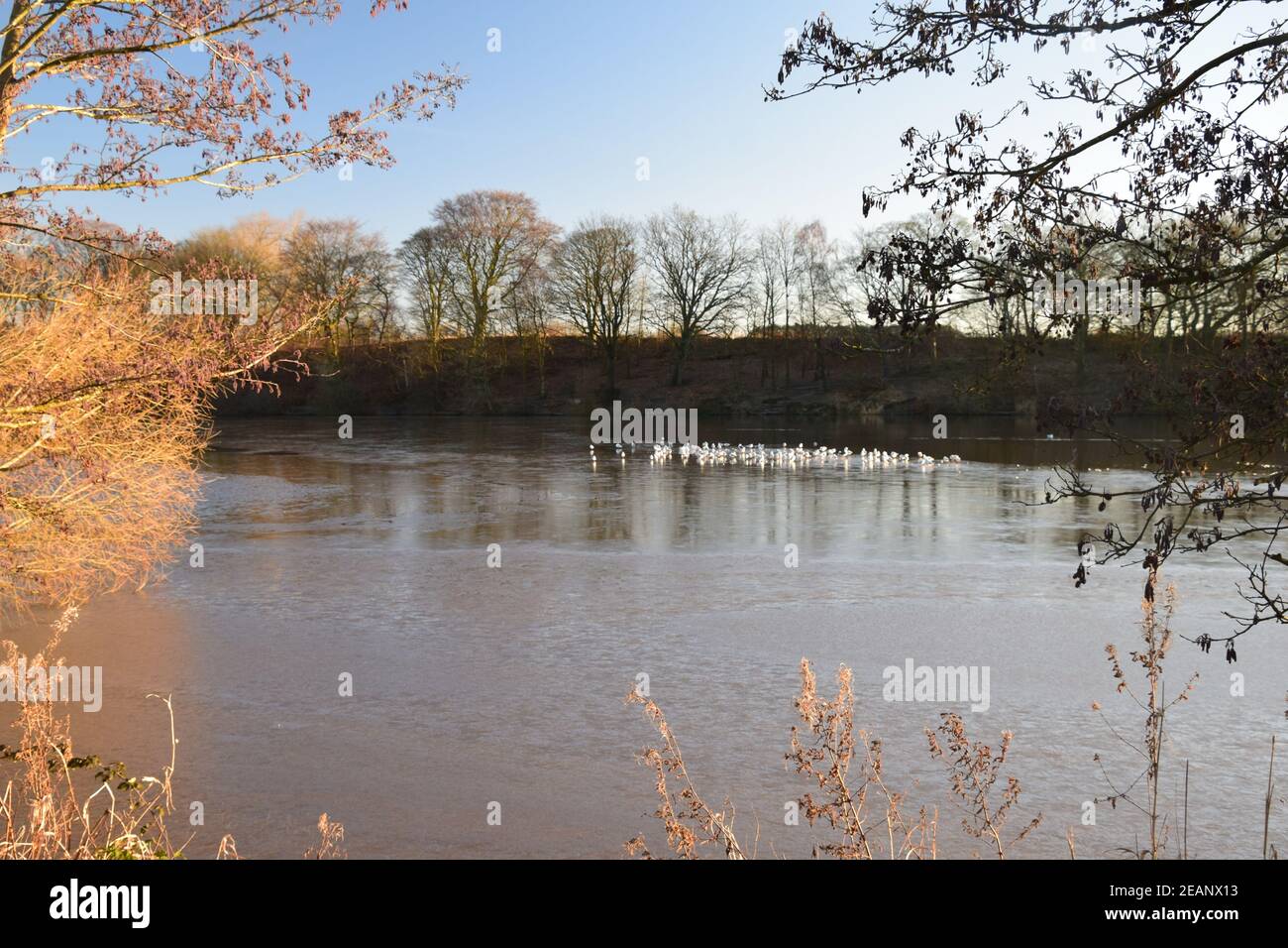 Black headed gull group standing on a frozen lake surface. Stock Photo