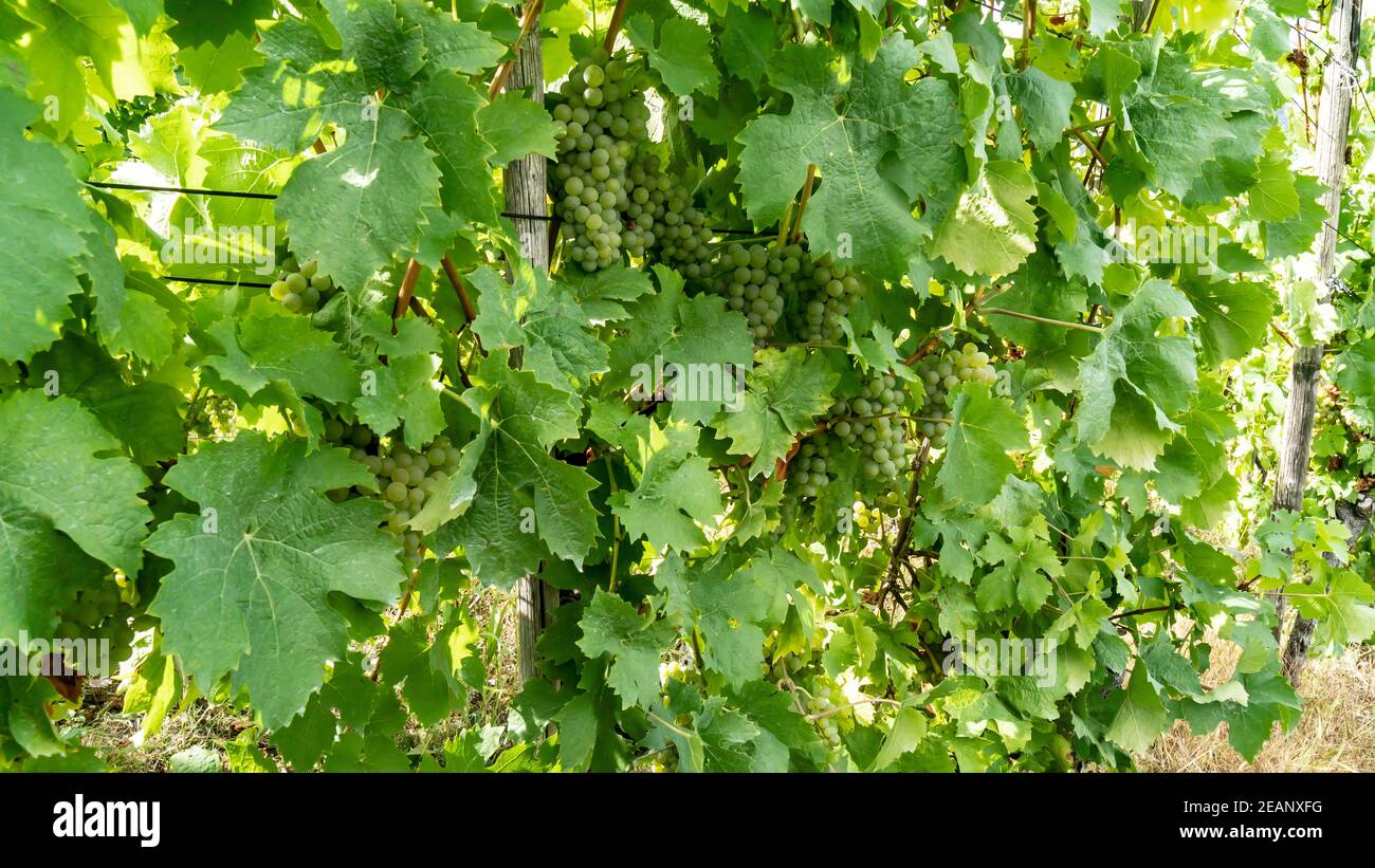 Vineyard on moselle Stock Photo