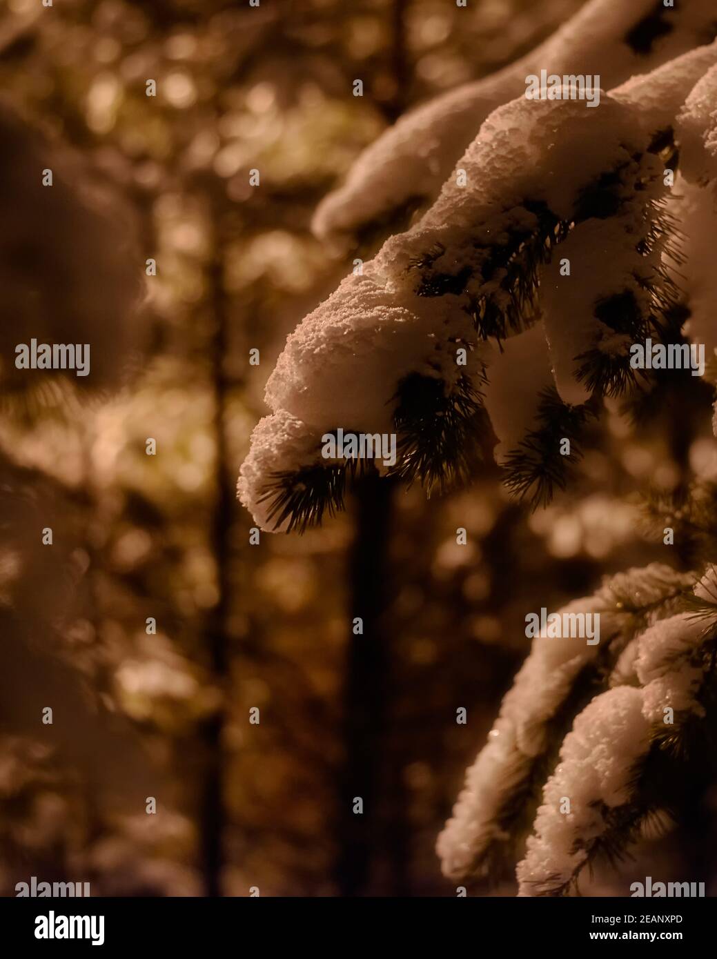 Closeup close up branch hi-res stock photography and images - Alamy