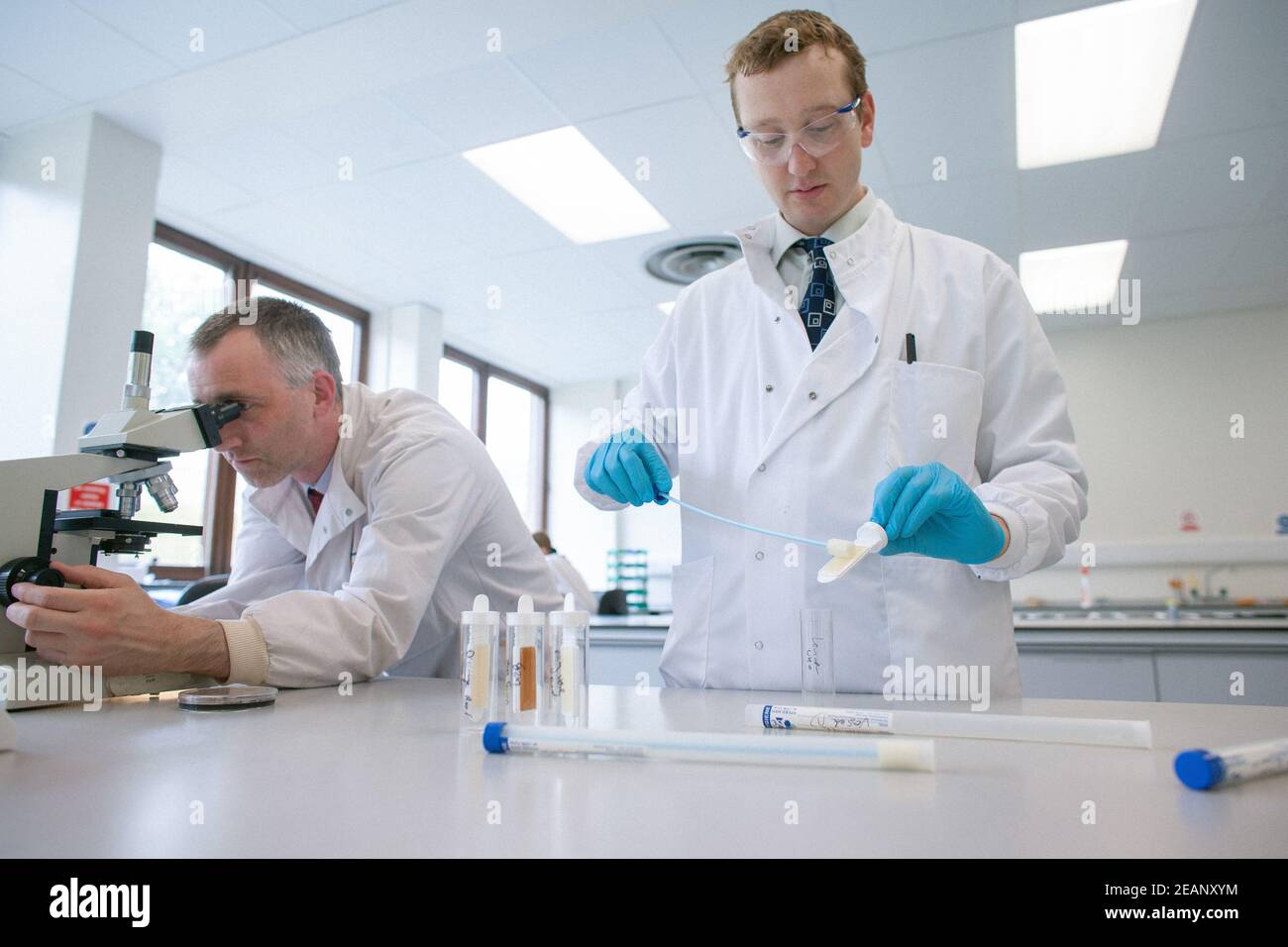 lab technician in white coat in laboratory performs a swab Stock Photo