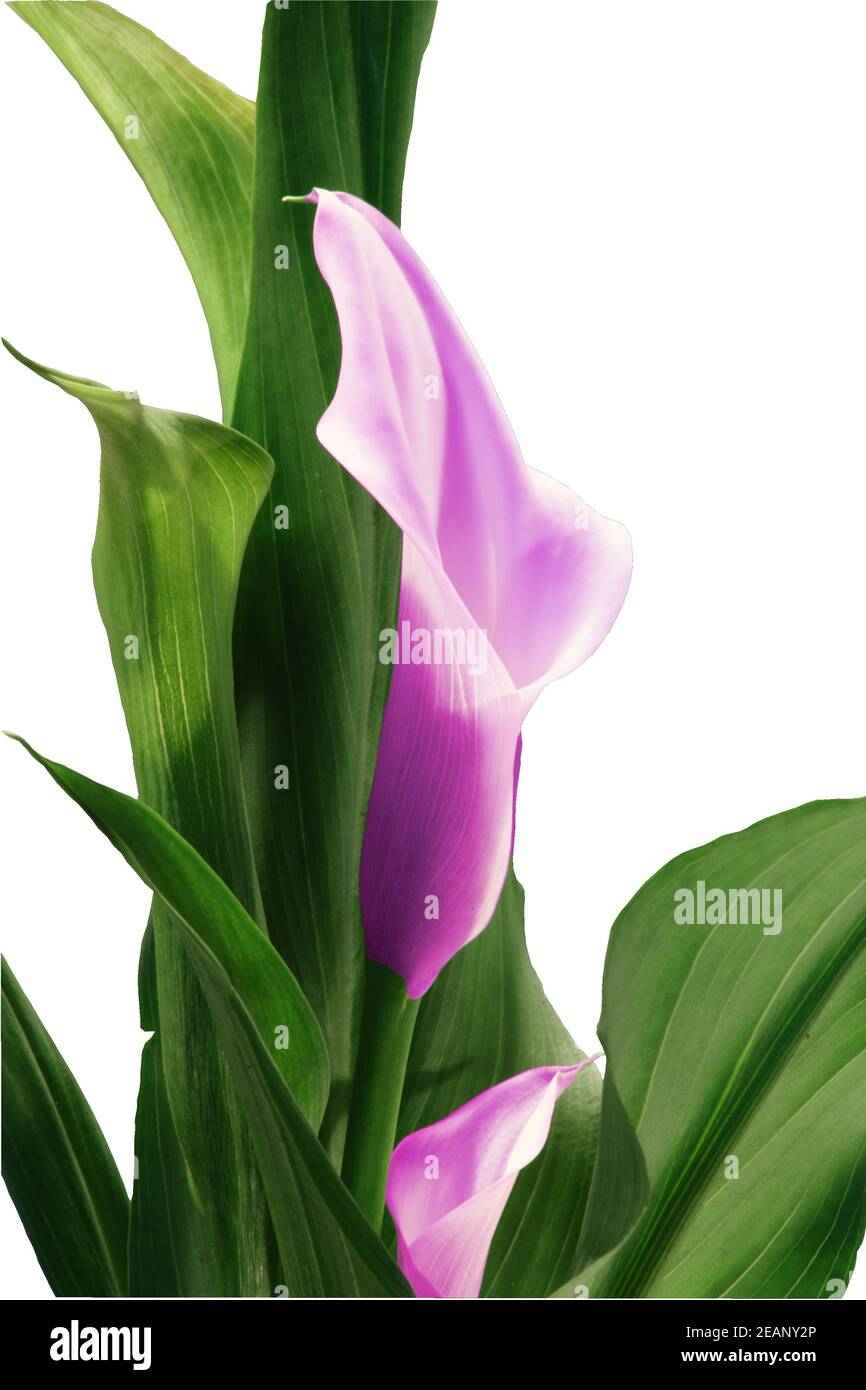 Calla Rosa Flowering calla (Zantedeschia aethiopica), a beautiful houseplant Stock ...