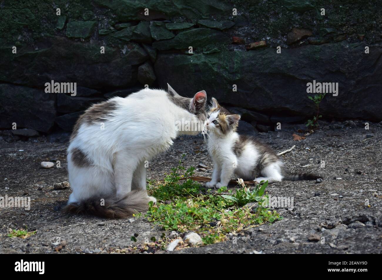 A cute baby cat and its mother, having contact with their noses. Madeira, Portugal. Stock Photo