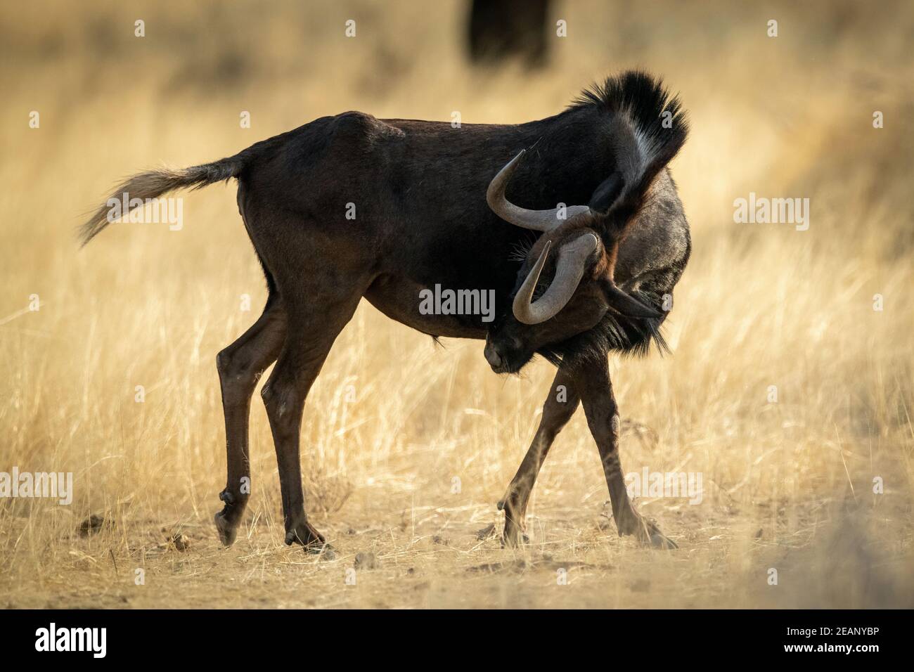 Black wildebeest stands twisting neck to scratch Stock Photo