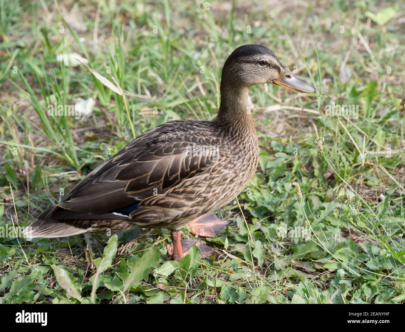 Everglades Duck Hi Res Stock Photography And Images Alamy