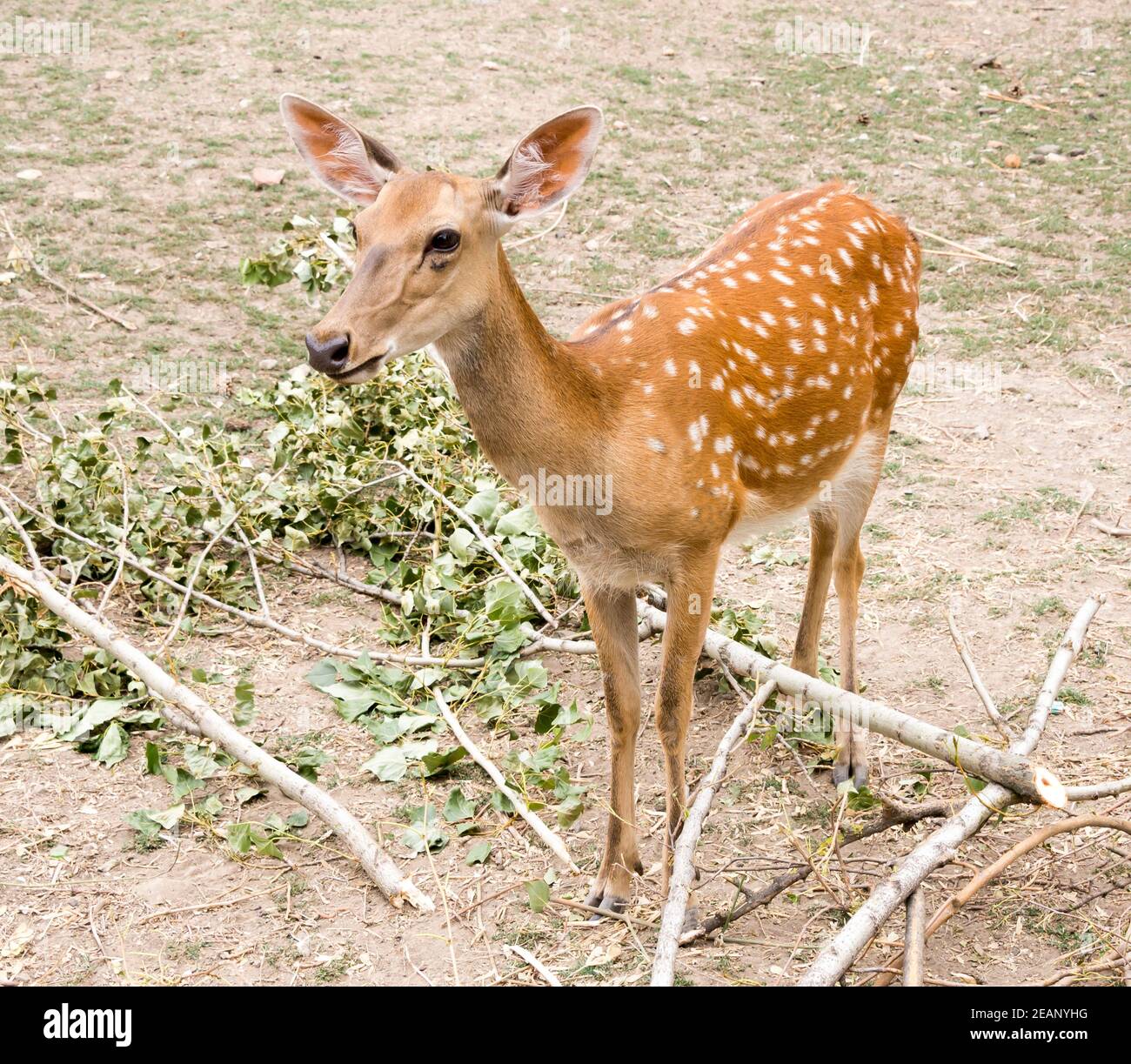 Deer eating leaves hires stock photography and images Alamy
