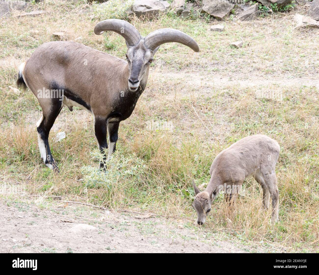 Goat and kid Stock Photo Alamy