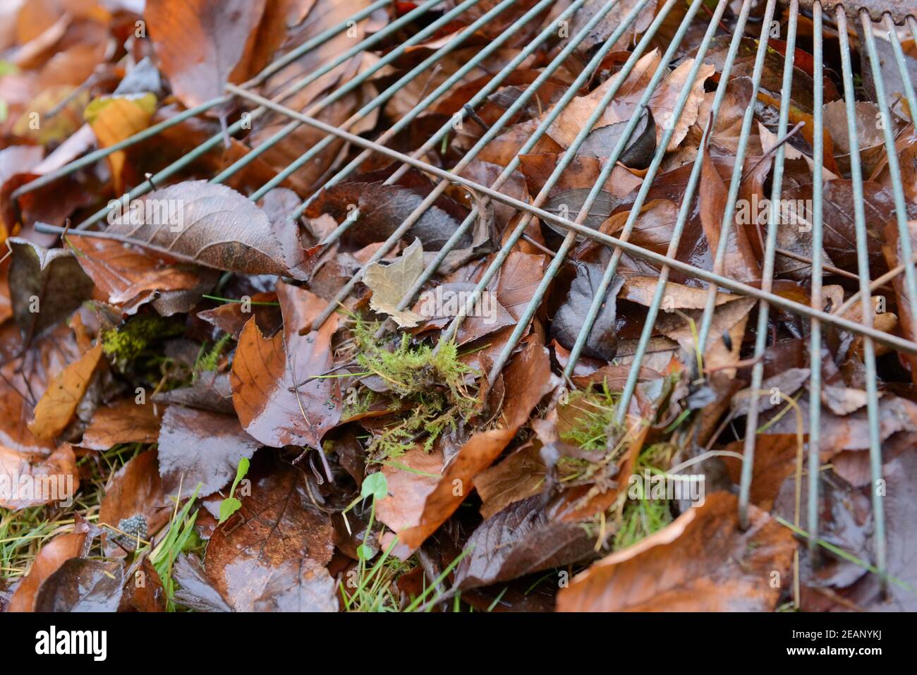 Close up of the head and tines of a garden rake sweeping brown leaves Stock Photo
