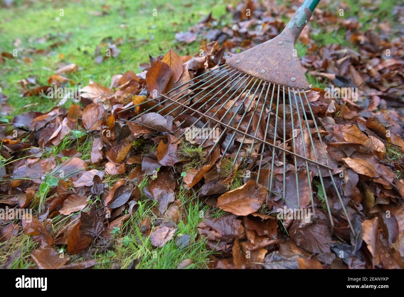 Moss pokes out from the prongs of a rake as it used to sweep leaves. Stock Photo