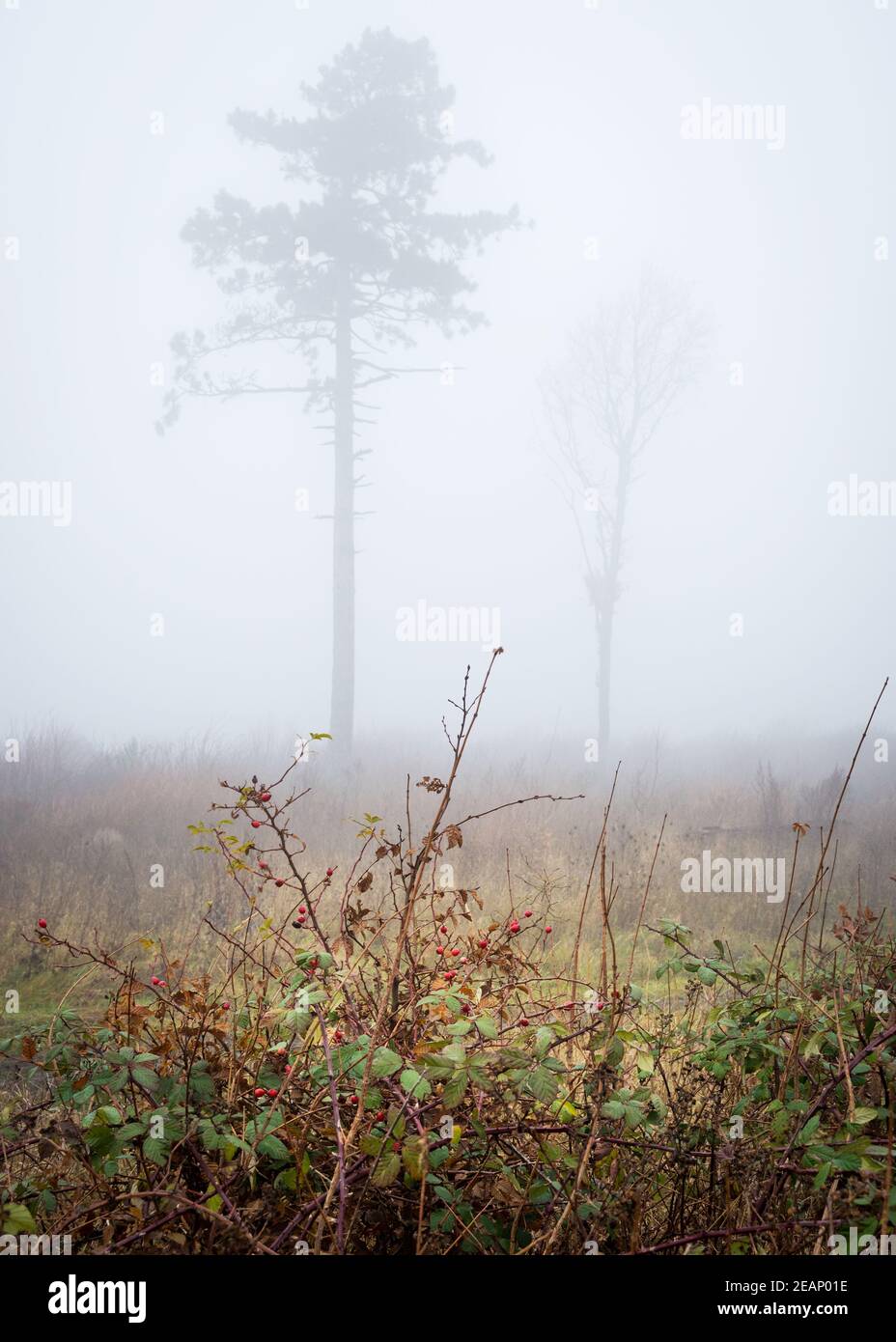 Rose hip bush with trees in the fog in Burgenland Stock Photo