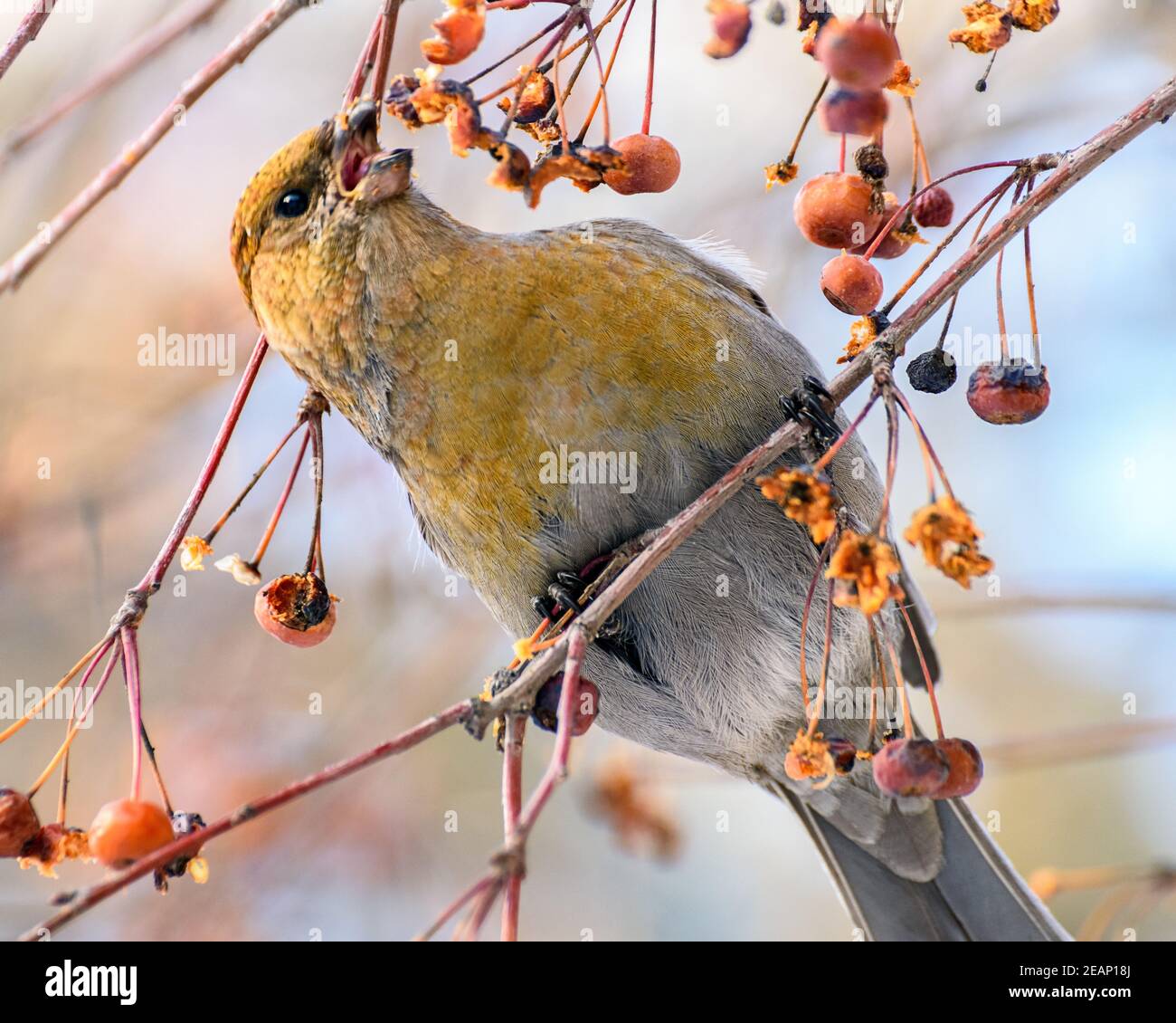 pinicola enucleator bird, female, on a branch with berries, close-up Stock Photo