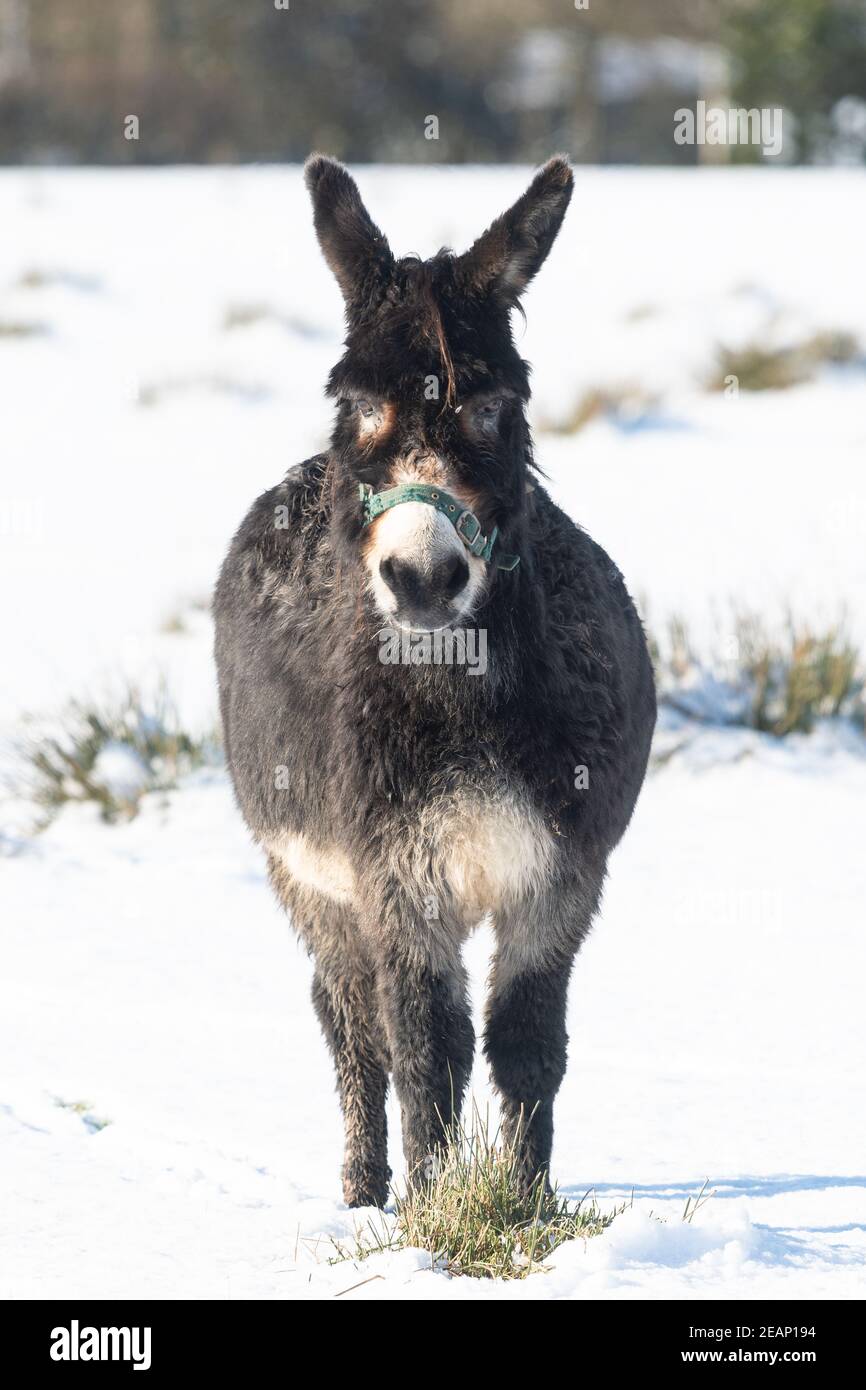 Gartness, Stirling, Scotland, UK. 10th Feb, 2021. UK weather - a donkey looks slightly unimpressed standing in a field of snow Credit: Kay Roxby/Alamy Live News Stock Photo