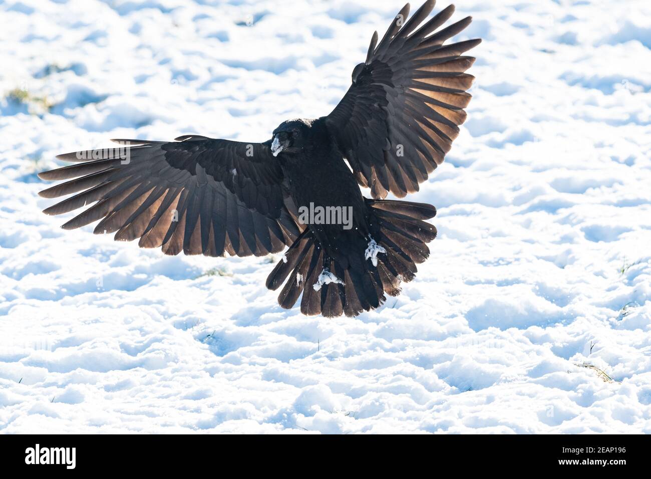 Gartness, Stirling, Scotland, UK. 10th Feb, 2021. UK weather - a crow with snow covered beak and claws, landing in a field looking for worms and grubs Credit: Kay Roxby/Alamy Live News Stock Photo