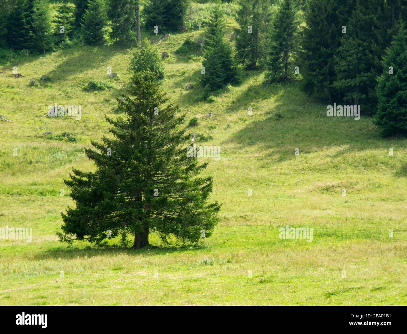 Single standing fir tree Stock Photo