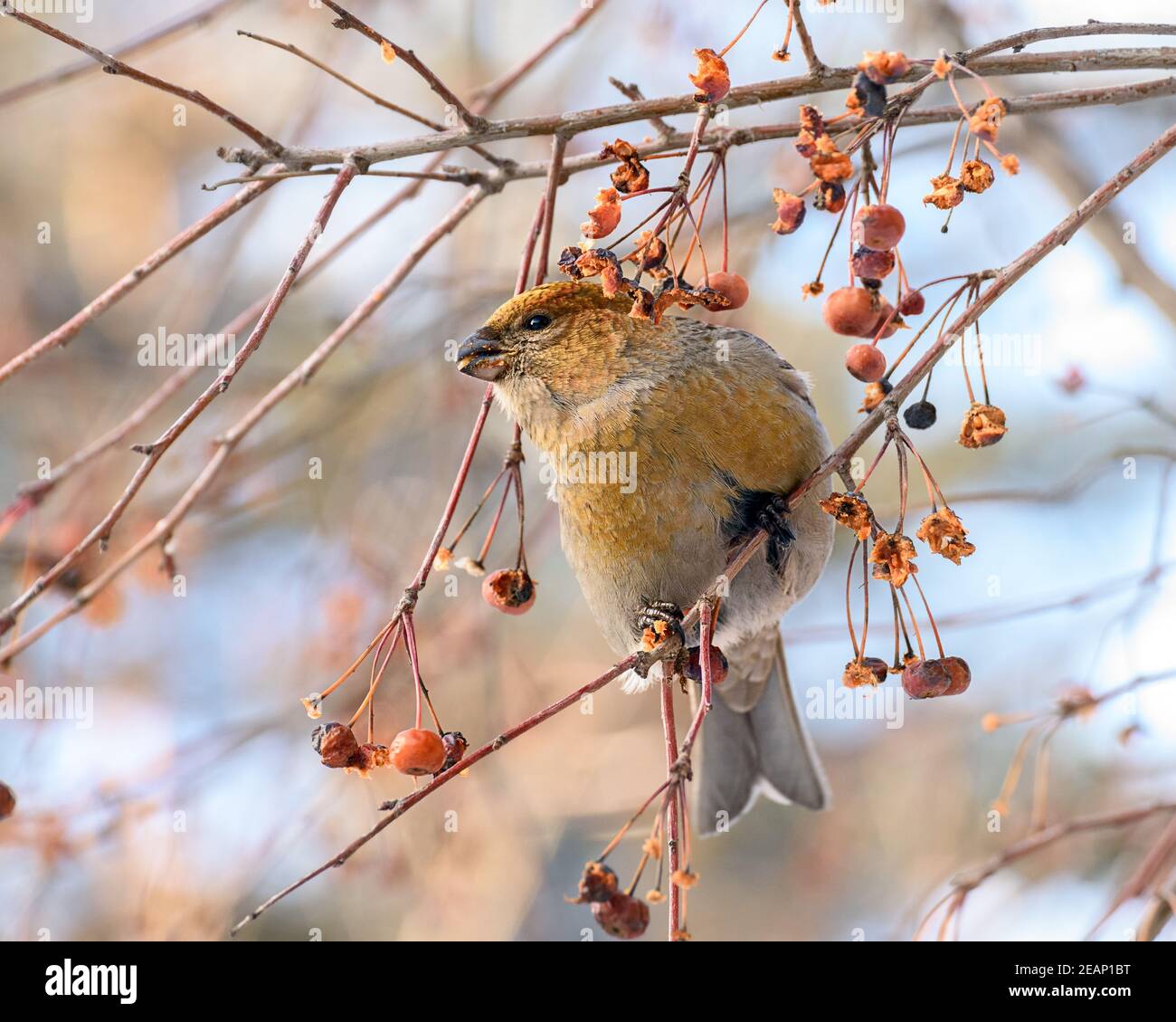 pinicola enucleator bird, female, on a branch with berries, close-up Stock Photo