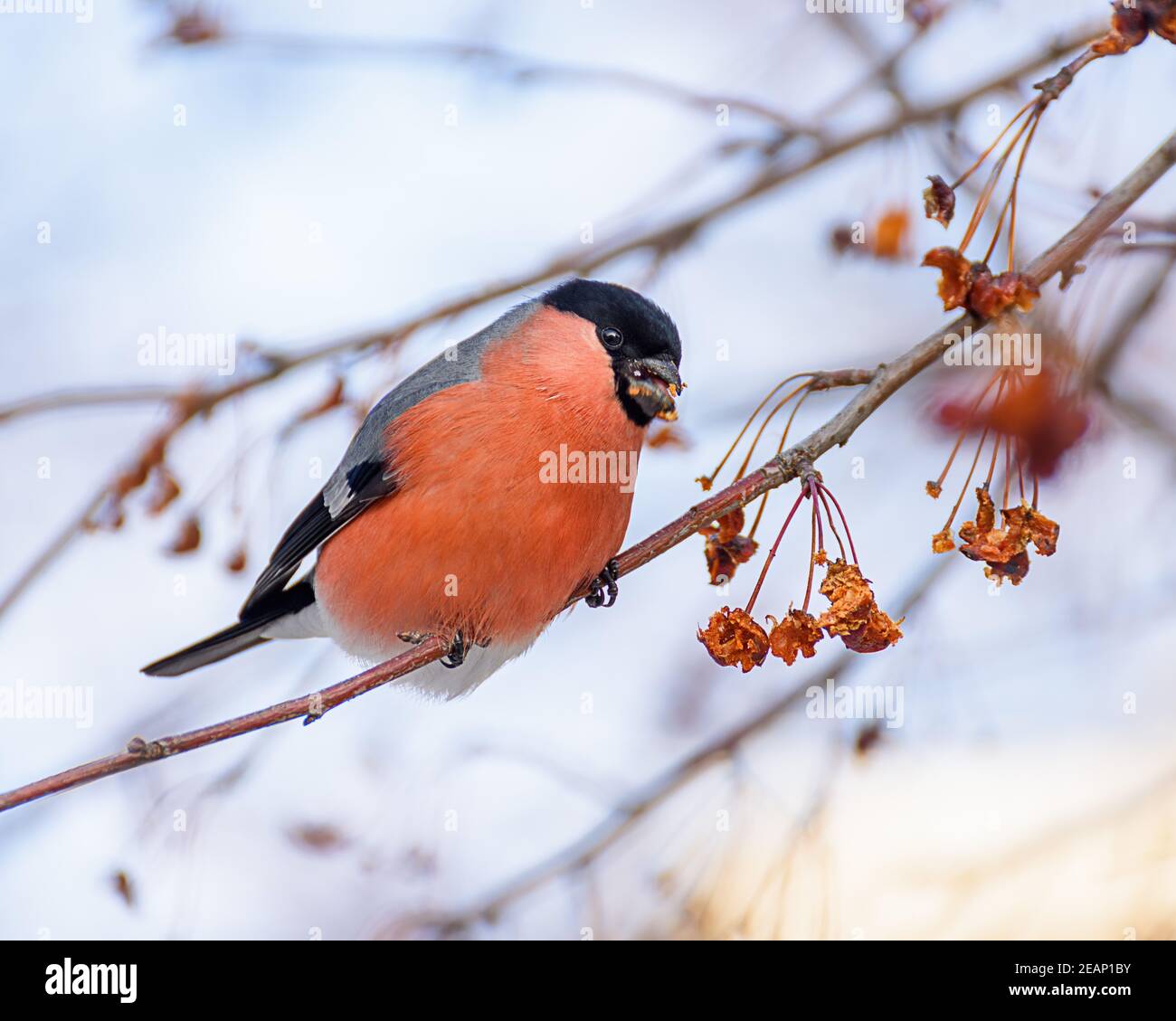 bullfinch bird sitting on a branch with berries, close-up Stock Photo