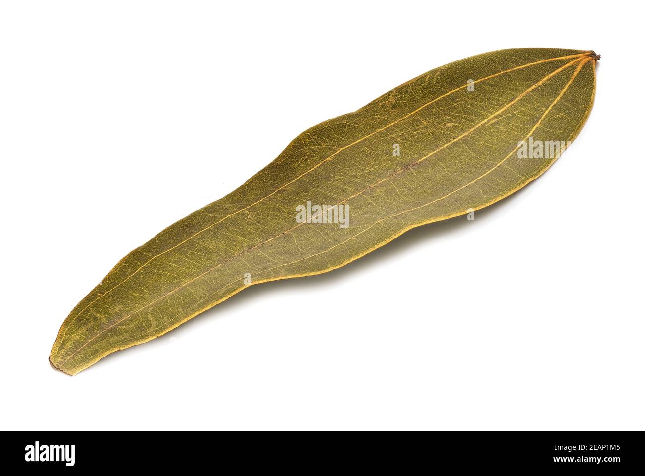 Bay Laurel Stock Photo