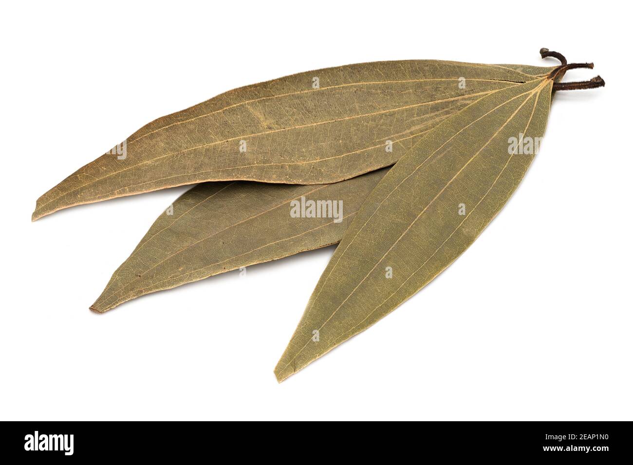 Bay Laurel Stock Photo