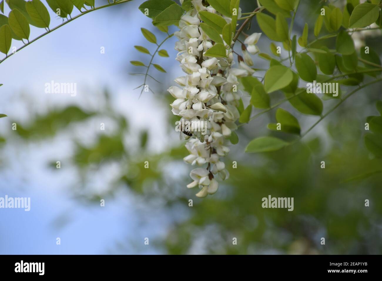 Flowering acacia white grapes Stock Photo