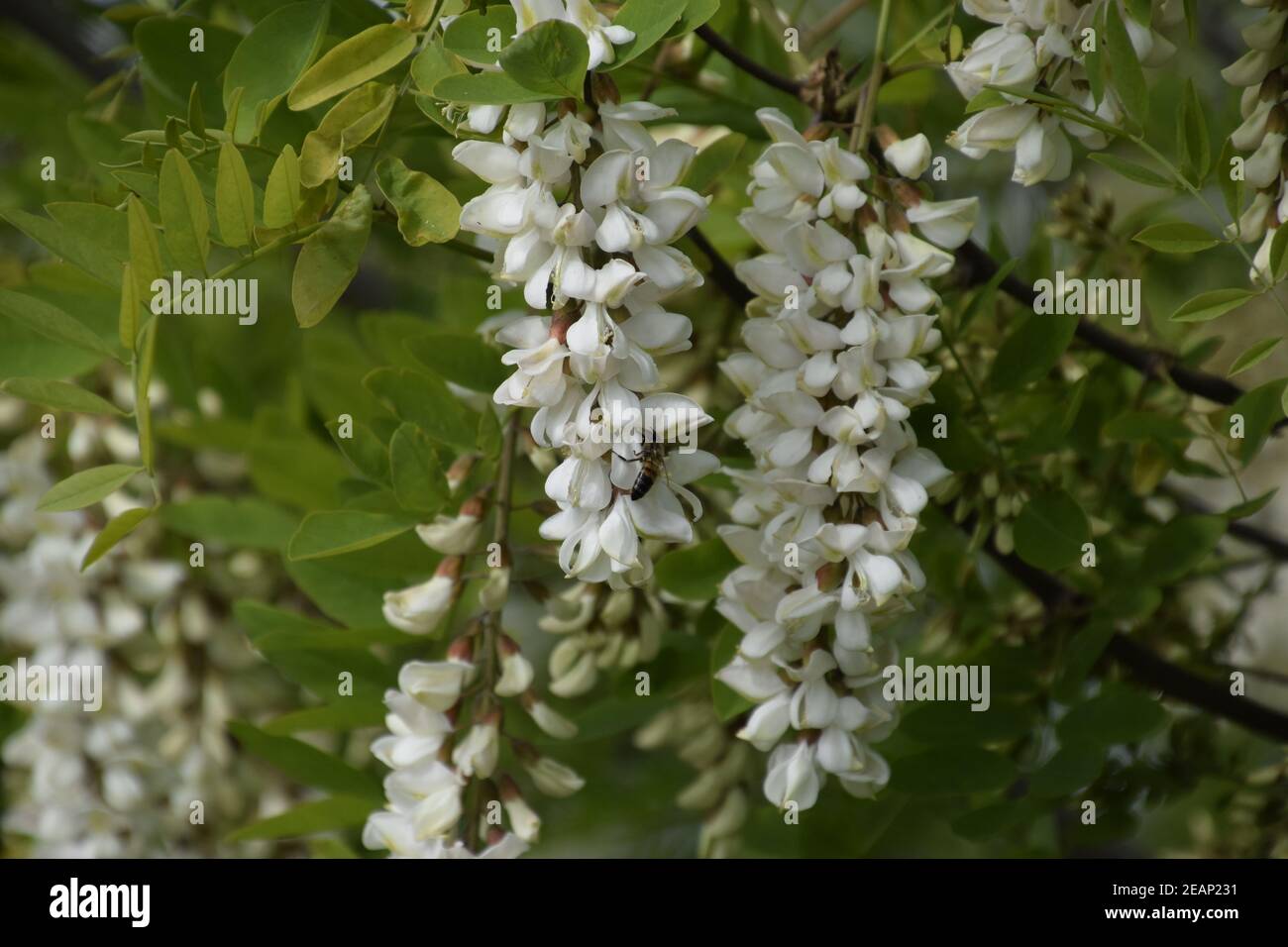 Flowering acacia white grapes Stock Photo