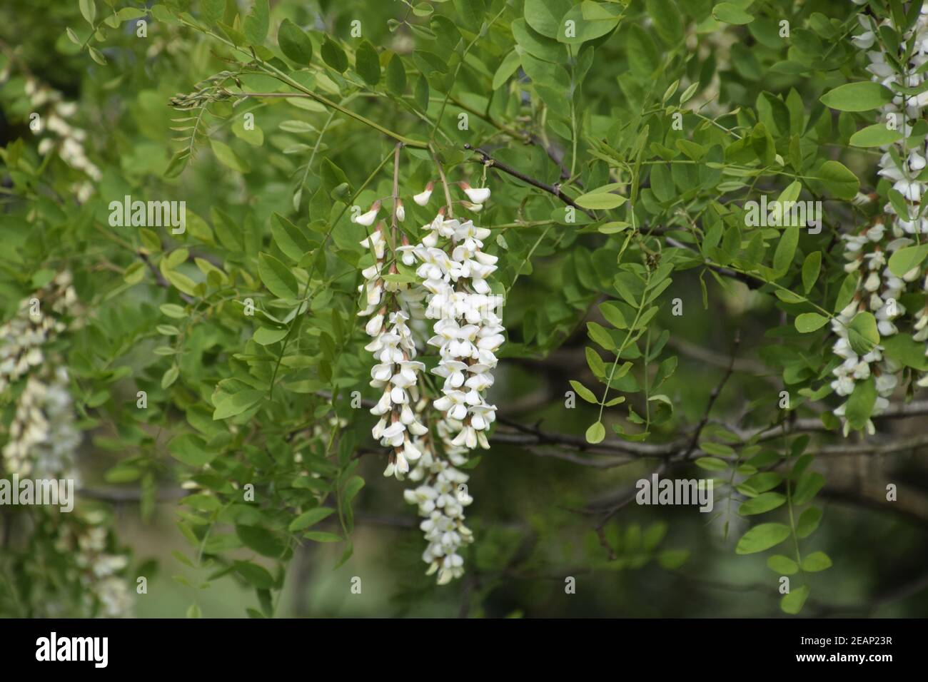 Flowering acacia white grapes Stock Photo