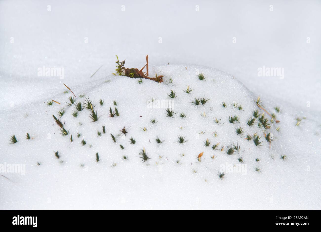 Patch of Common hair moss, peeping through snow layer Stock Photo