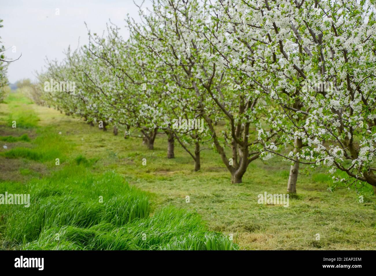 Flowering plum garden Stock Photo Alamy