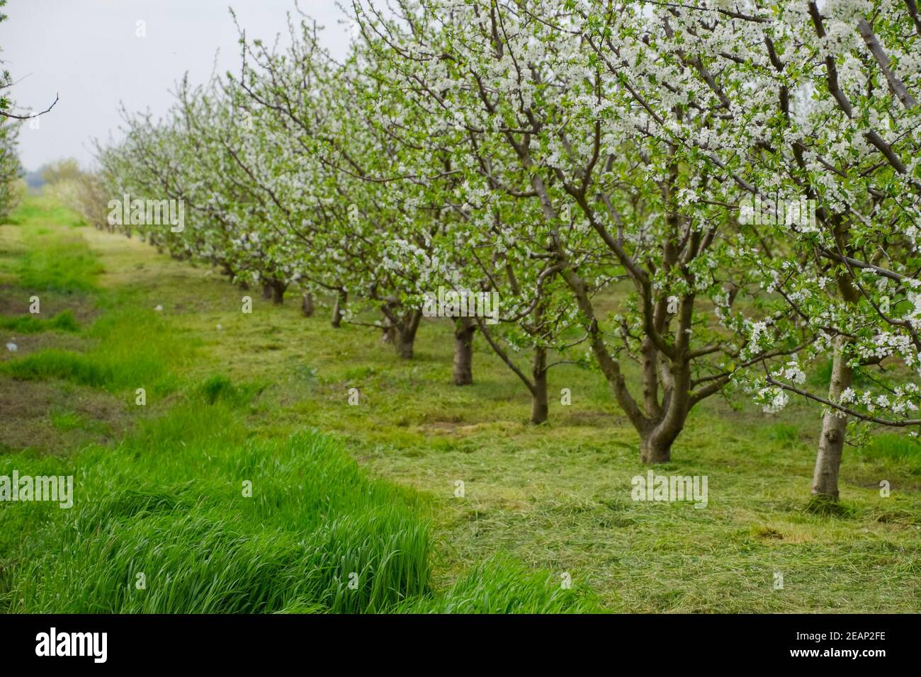 Flowering plum garden Stock Photo - Alamy