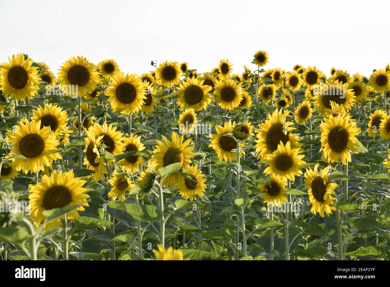 field of blooming sunflowers Stock Photo - Alamy