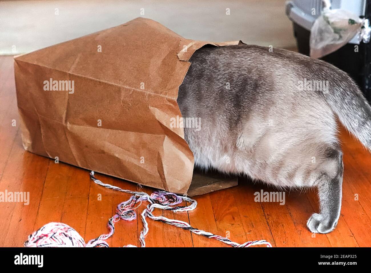 An indoor cat crawling into a paper bag Stock Photo Alamy