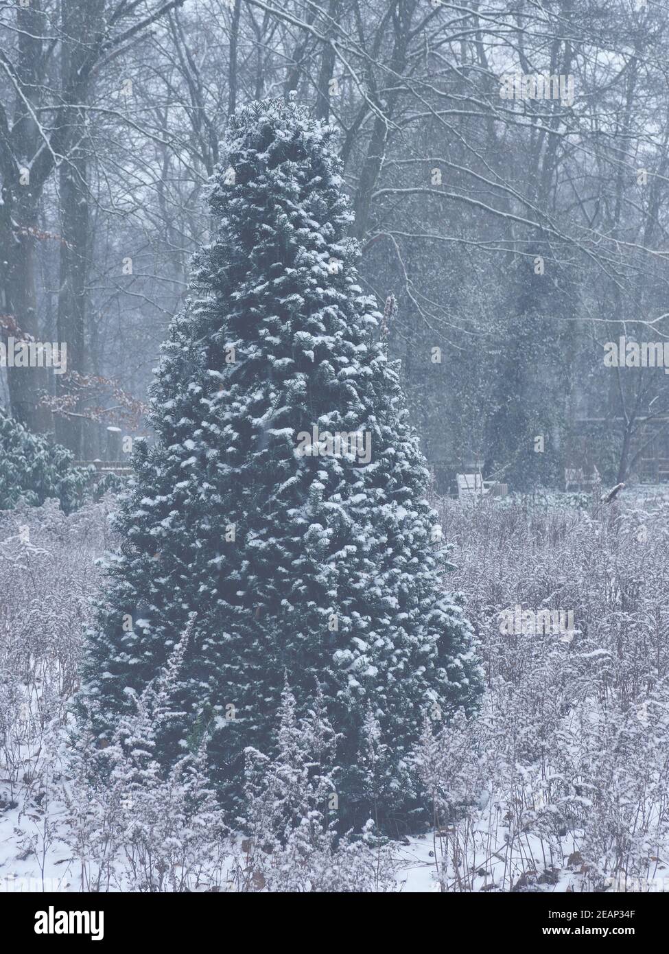A cone shaped snowy yew tree in a public park Stock Photo