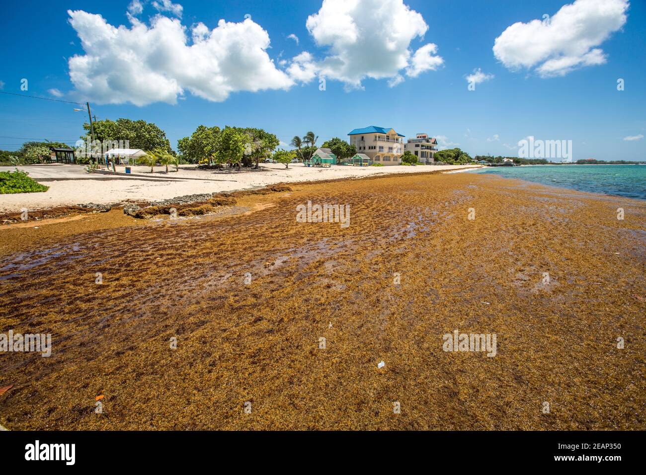 Brown Sargassum (class Phaeophyceae) Seaweed In Caribbean Cayman Islands,Grand Cayman,Seven Mile Beach,Coastline.  causing environmental issues Stock Photo