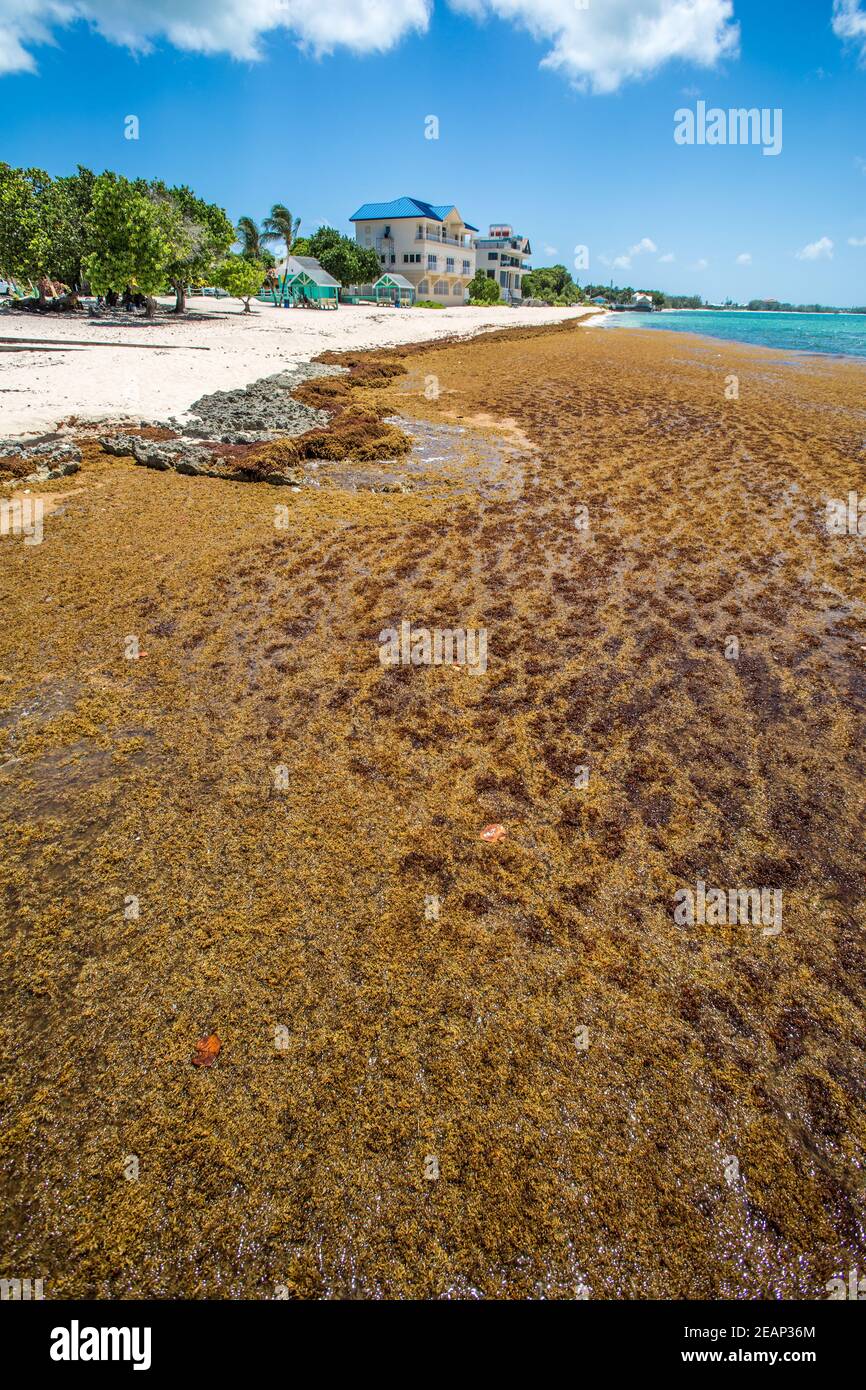 Grand cayman islands damage hires stock photography and images Alamy