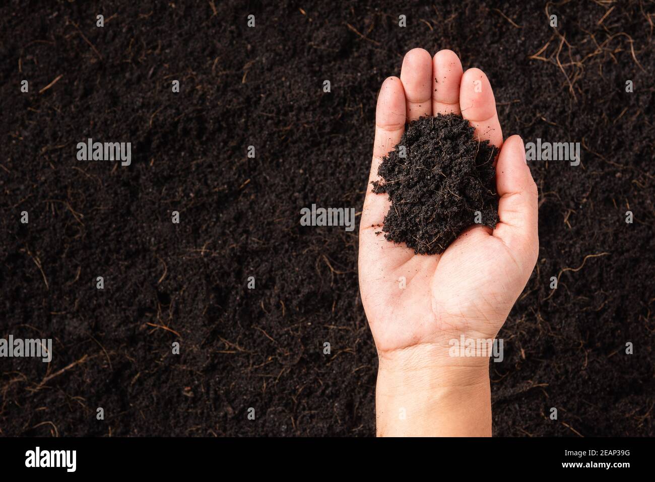 woman hand holding compost fertile black soil background Stock Photo
