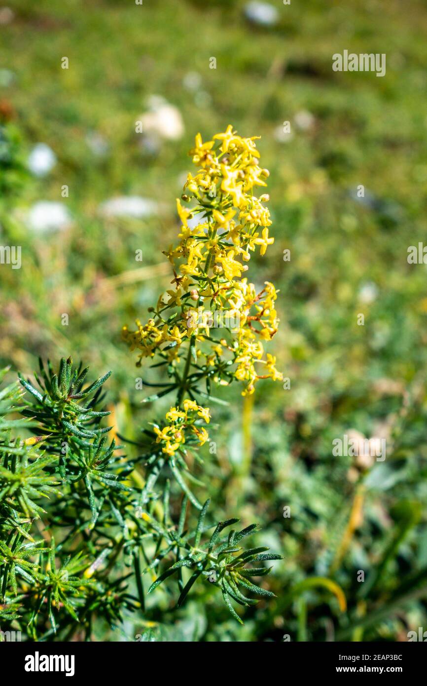 Galium verum wild flowers in Vanoise national Park, France Stock Photo