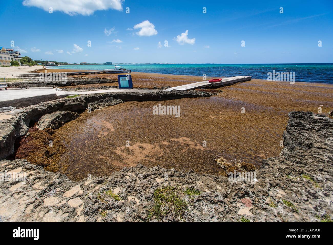 Brown Sargassum (class Phaeophyceae) Seaweed In Caribbean Cayman Islands,Grand Cayman,Seven Mile Beach,Coastline.  causing environmental issues Stock Photo