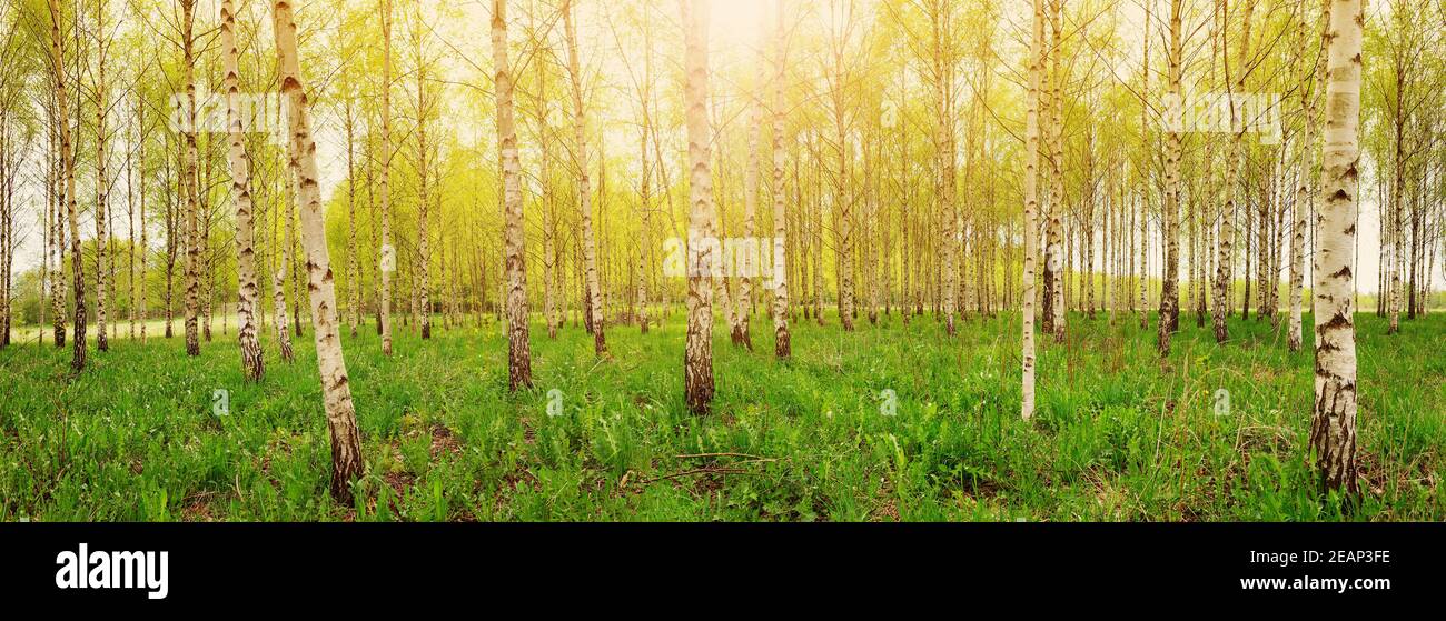 birch tree forest in morning Stock Photo