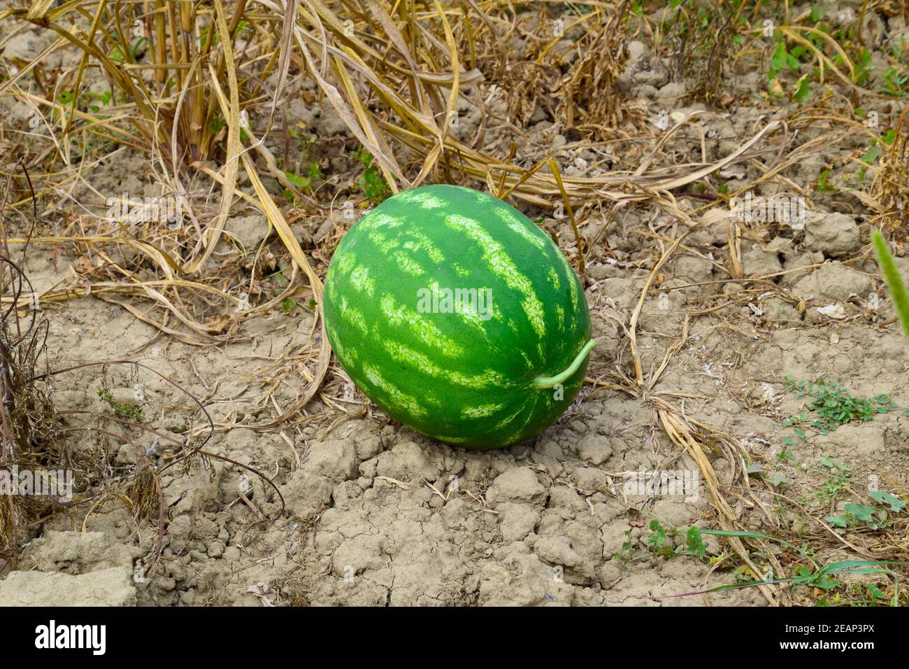 Watermelon, plucked from the garden, lying on the ground. Stock Photo