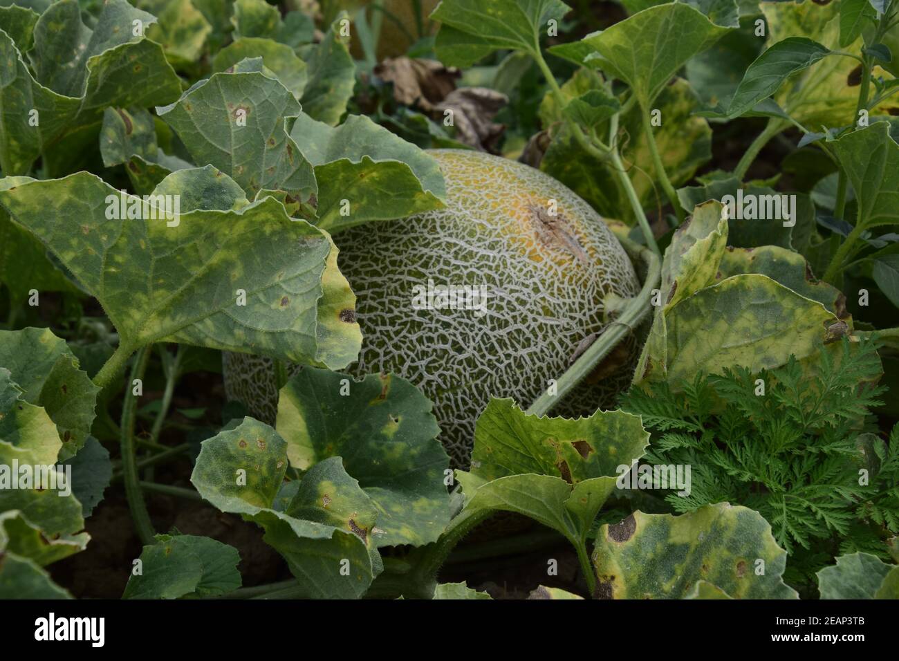 The growing melon in the field Stock Photo
