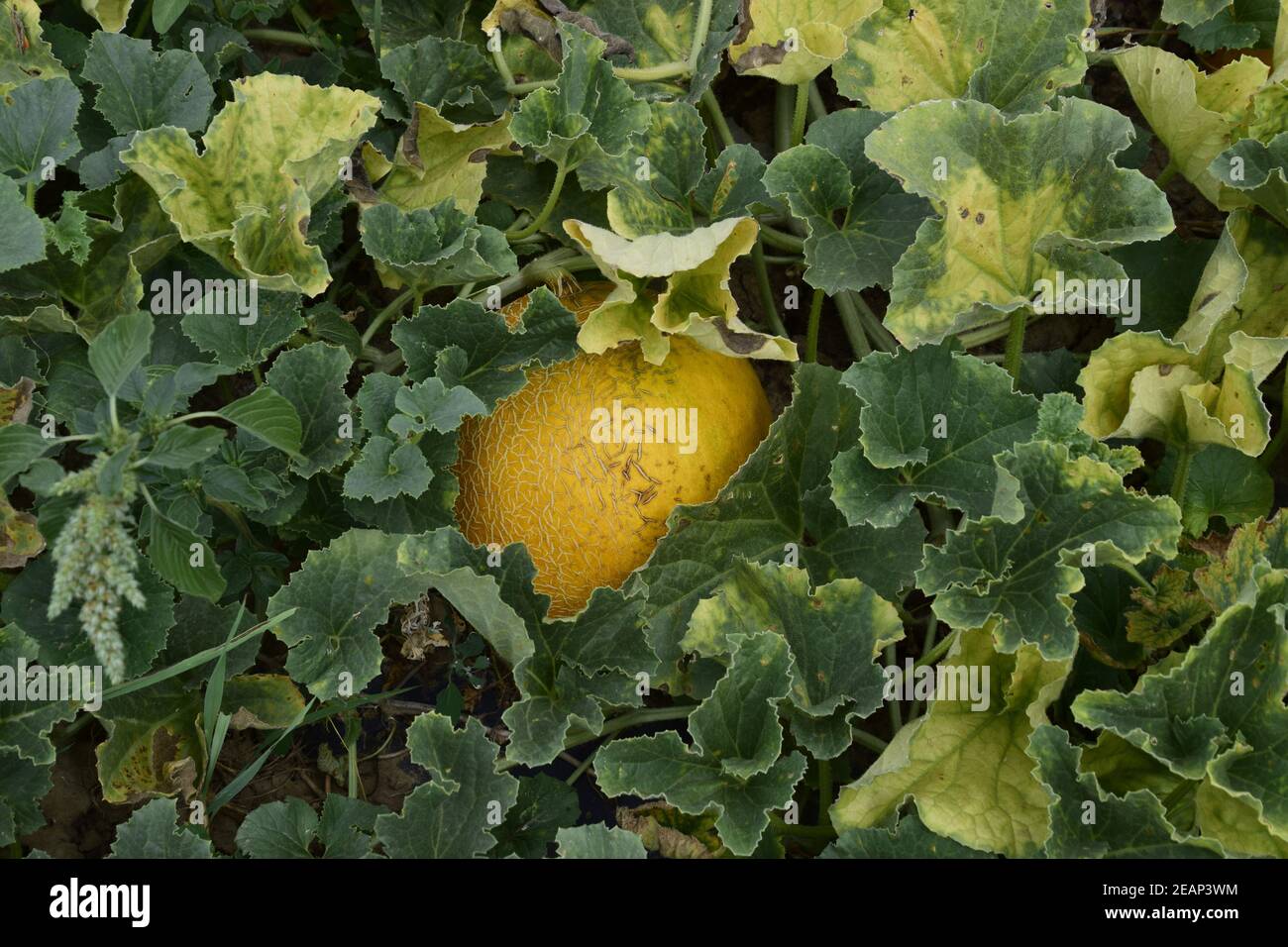The growing melon in the field Stock Photo