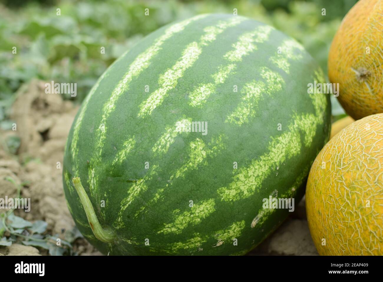 Ripe melon and watermelon the new harvest Stock Photo - Alamy